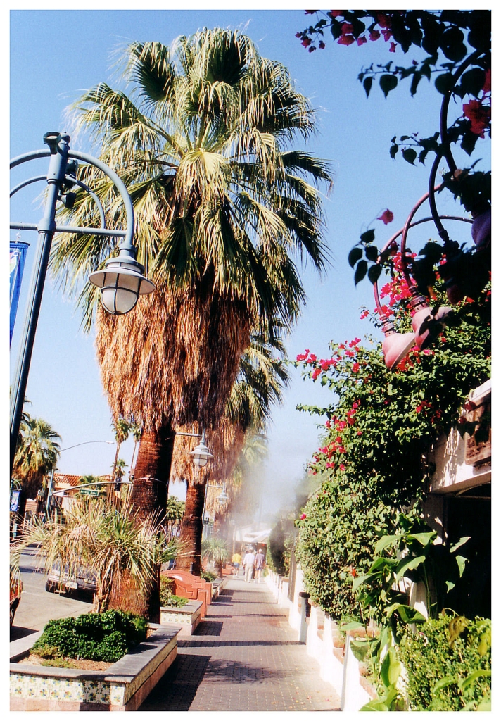 12 - Palm Spring (9).jpg